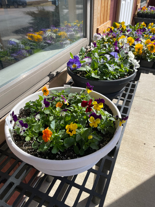 Pansy and Viola Bowl with Saucer