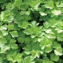 Herb Parsley Plain (3.5" pot)