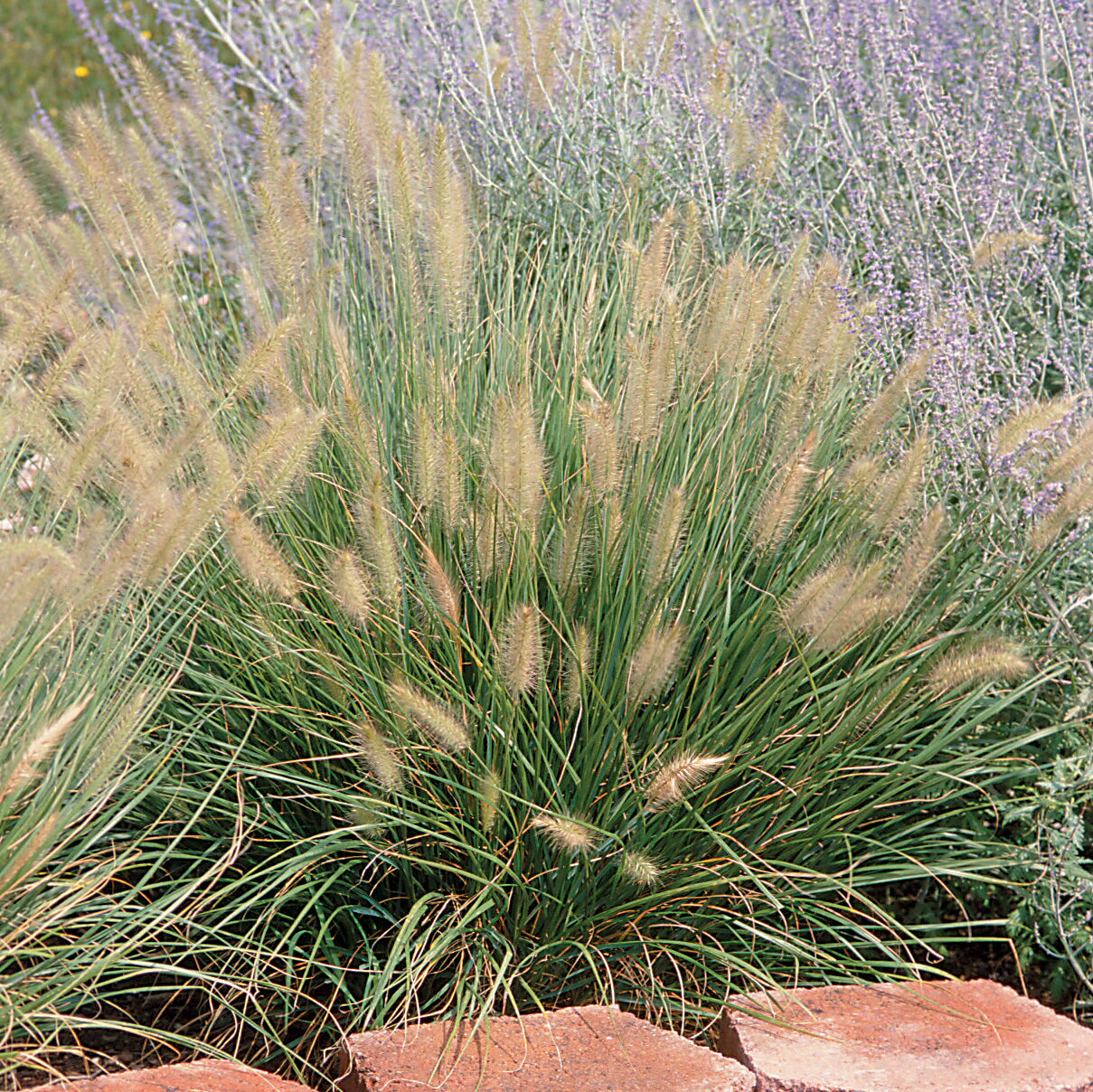 Dwarf Fountain Grass (6.5" tall pot)