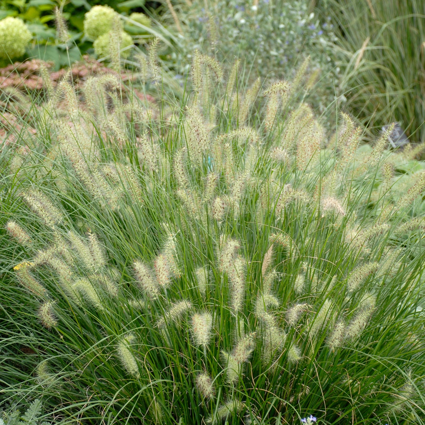 Dwarf Fountain Grass (6.5" tall pot)