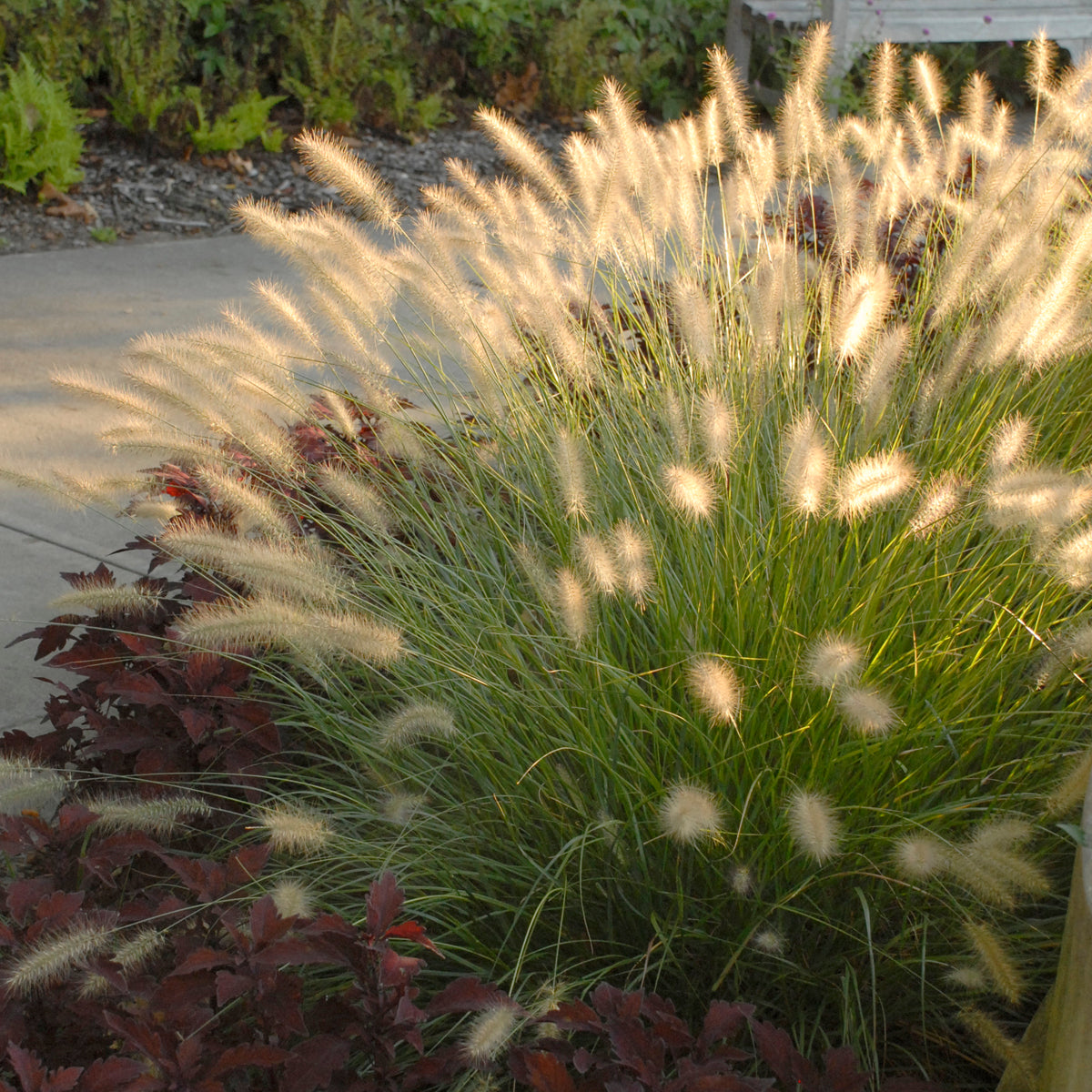 Dwarf Fountain Grass (6.5" tall pot)