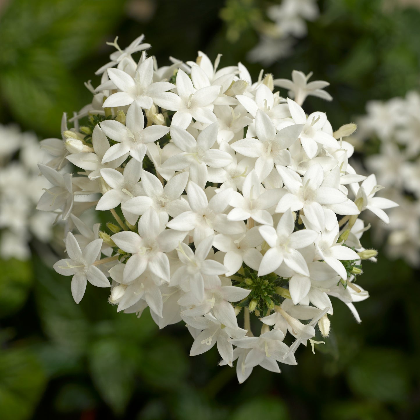 Pentas White (5" orange pot)