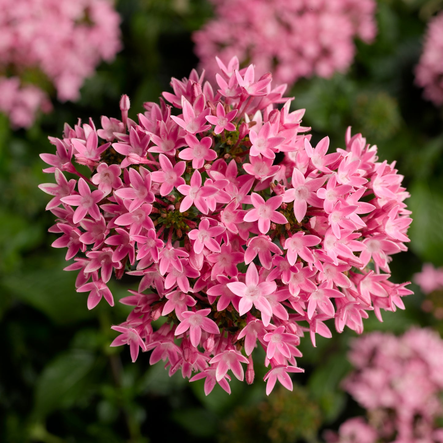 Pentas Pink (5" orange pot)