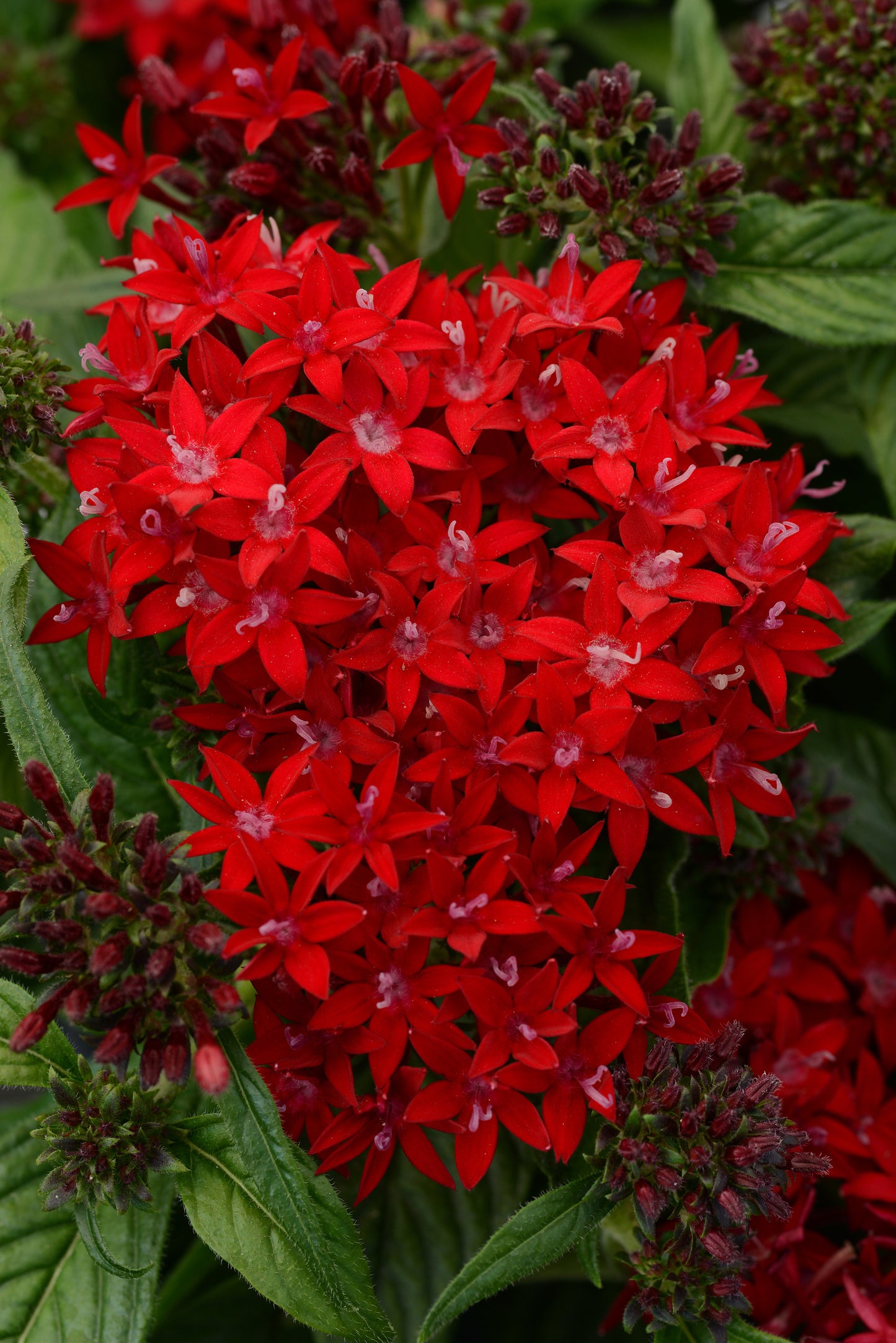 Pentas Red (5" orange pot)