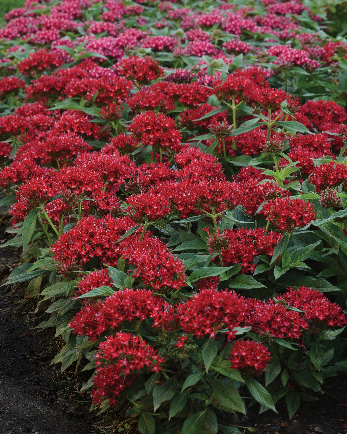 Pentas Red (5" orange pot)