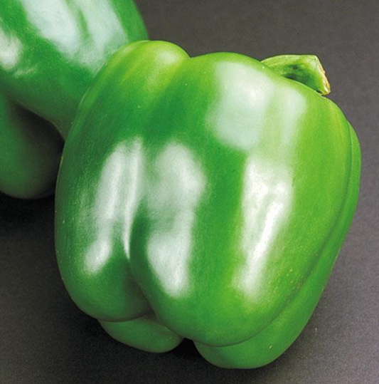 Pepper California Wonder - Sweet (3-pack)