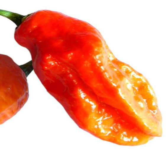 Pepper Ghost (Bhut Jolokia) (6" orange pot)