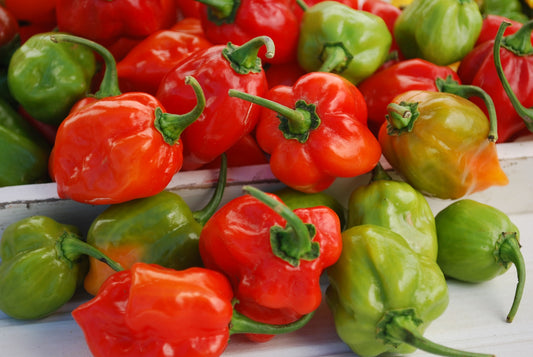 Pepper Habanero (3-pack)