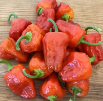 Pepper Scotch Bonnet (6" orange pot)