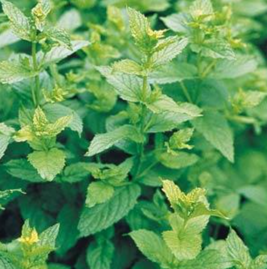 Herb Peppermint (3.5" pot)