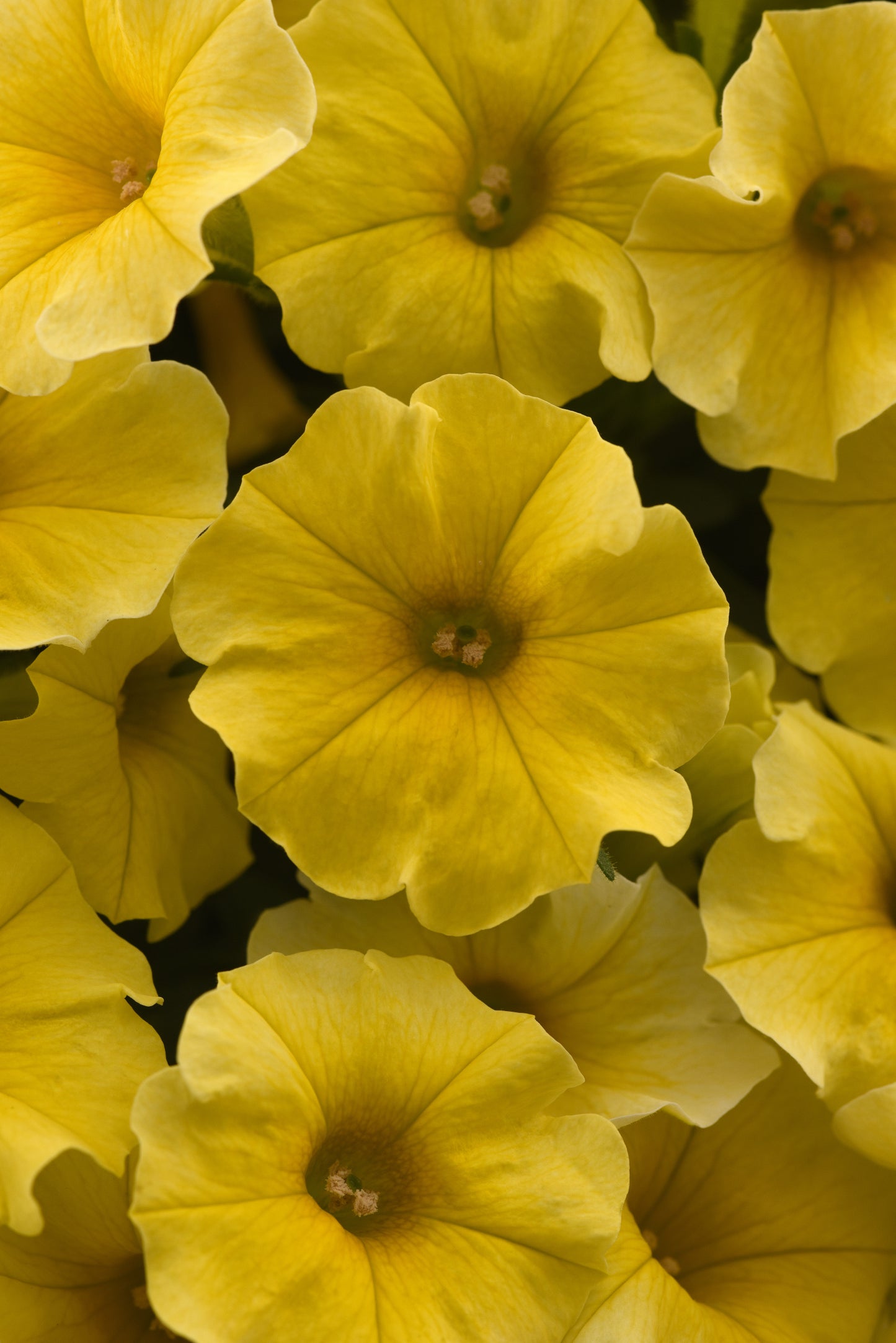 Petchoa Caliburst Yellow (5" pot)