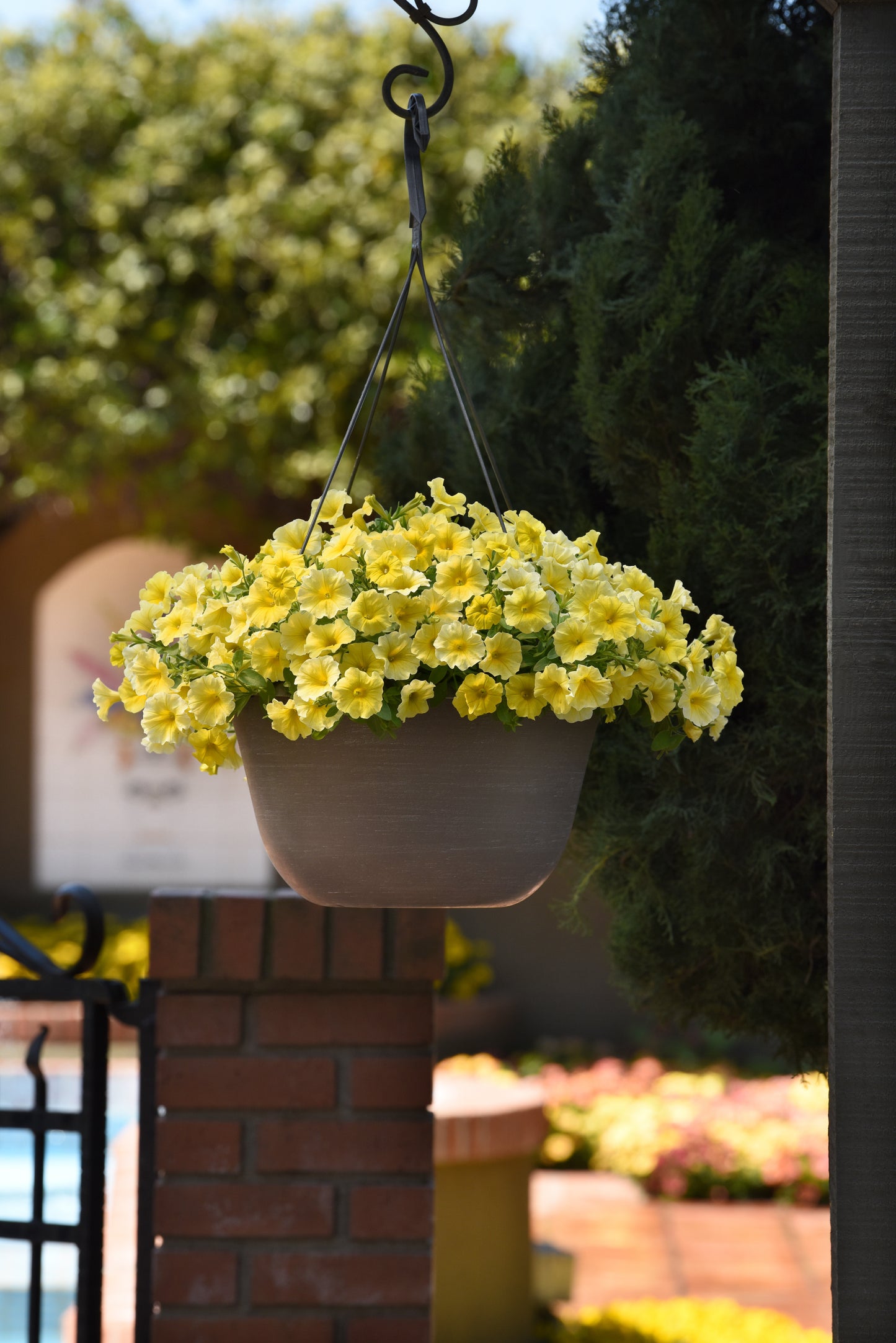Petchoa Caliburst Yellow (5" pot)