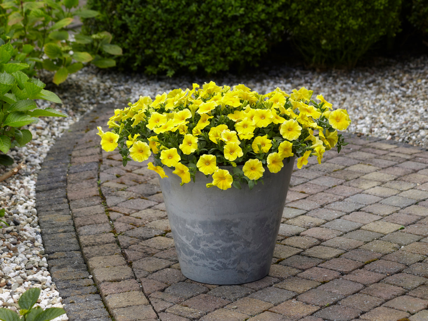 Petchoa Caliburst Yellow (5" pot)