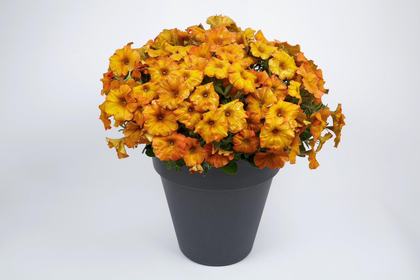 Petchoa Orange Sunset (5" pot)
