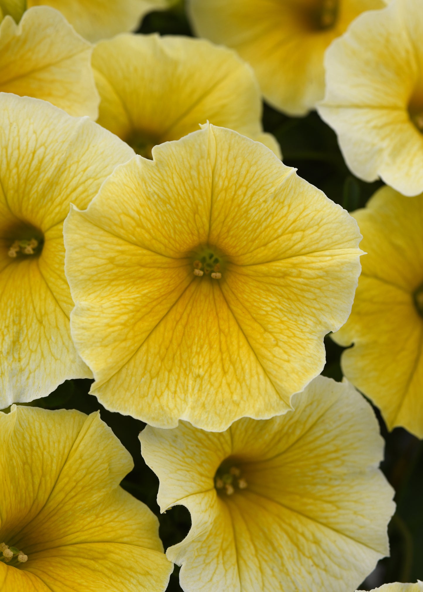 Petunia Bee's Knees (5" pot)