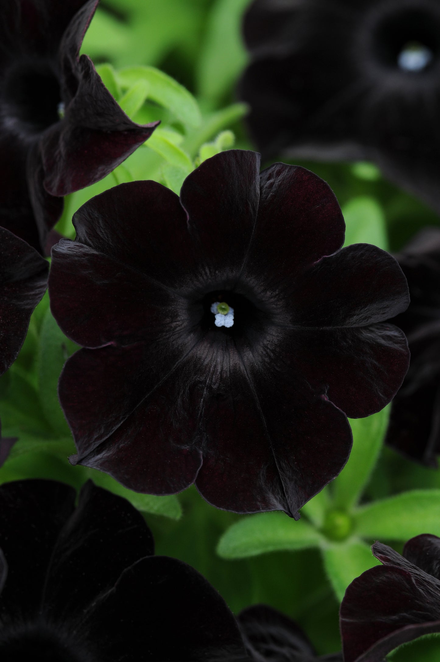 Petunia Black Magic (5" pot)