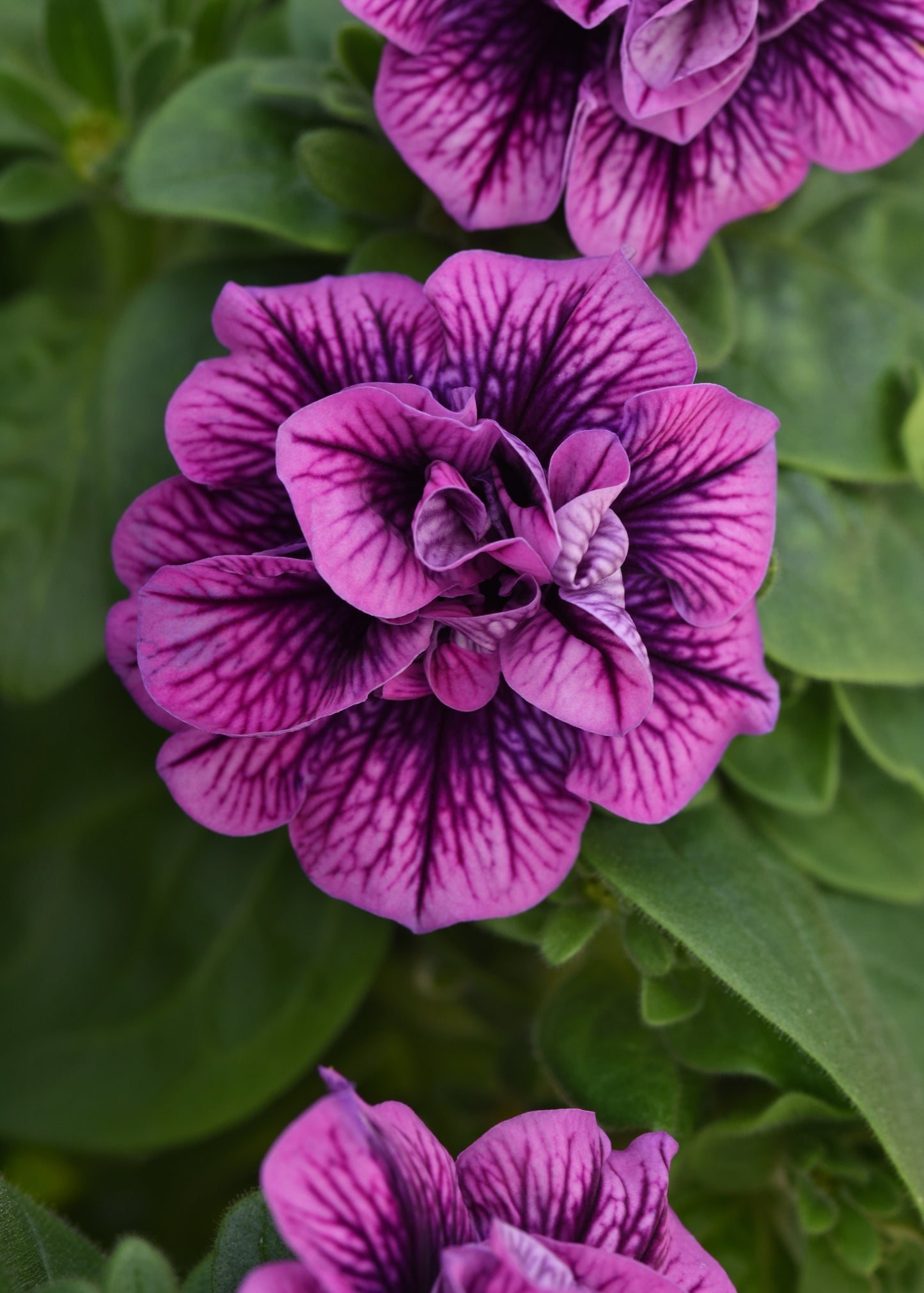 Petunia Blueberry Vein (5" pot)