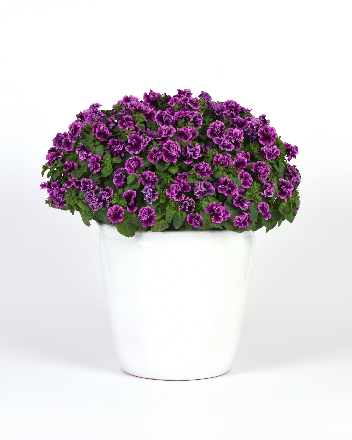 Petunia Blueberry Vein (5" pot)