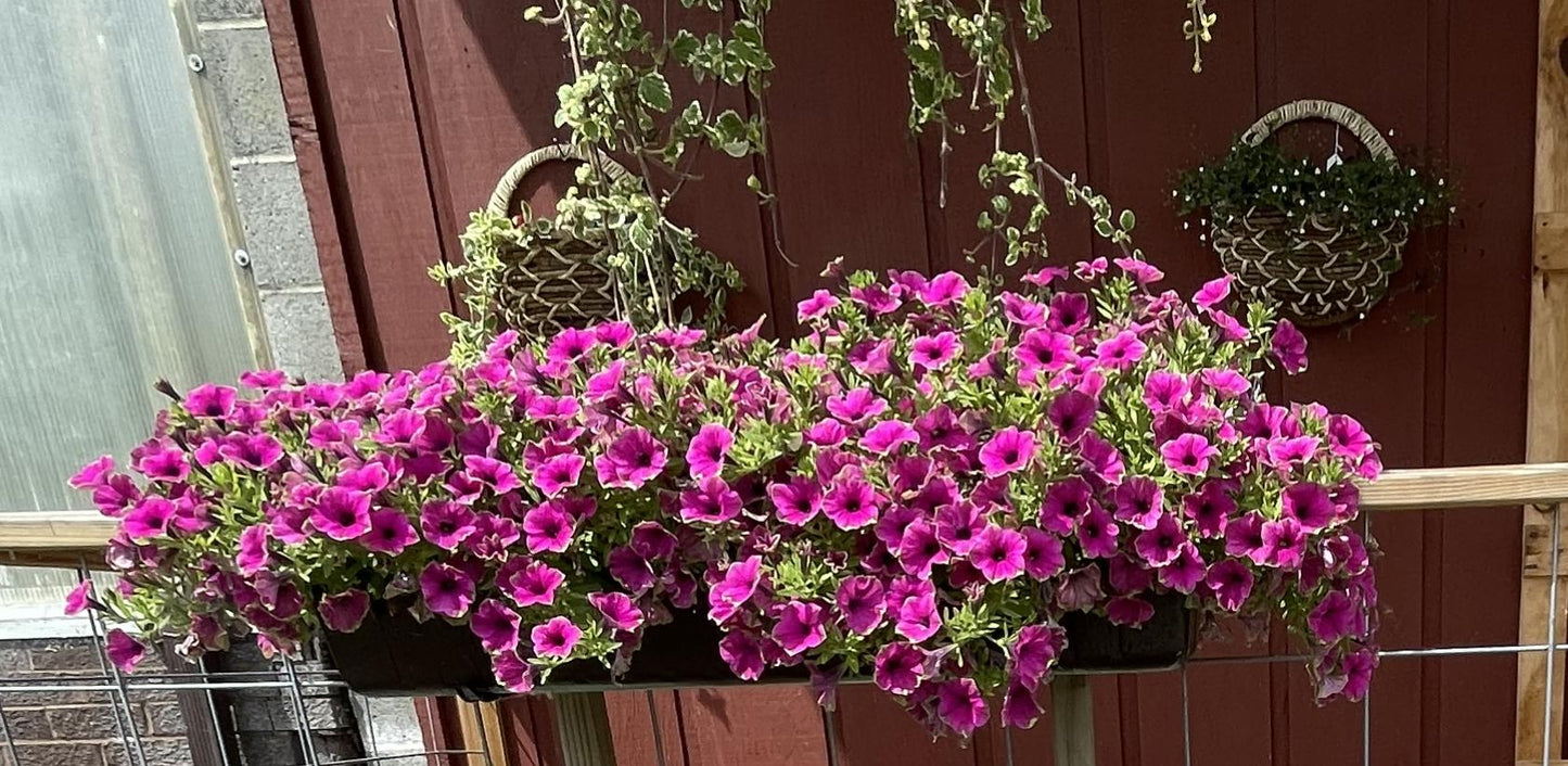 Petunia Cascadias Pitaya (5" pot)