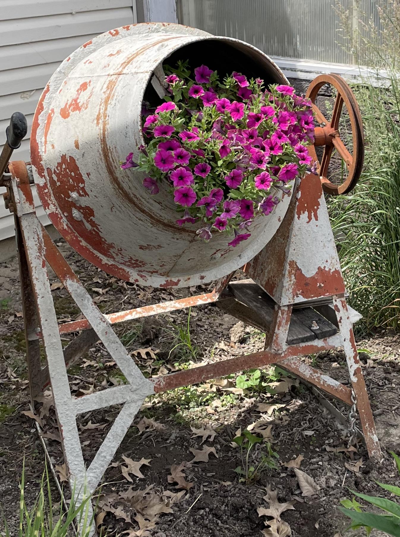 Petunia Cascadias Pitaya (5" pot)