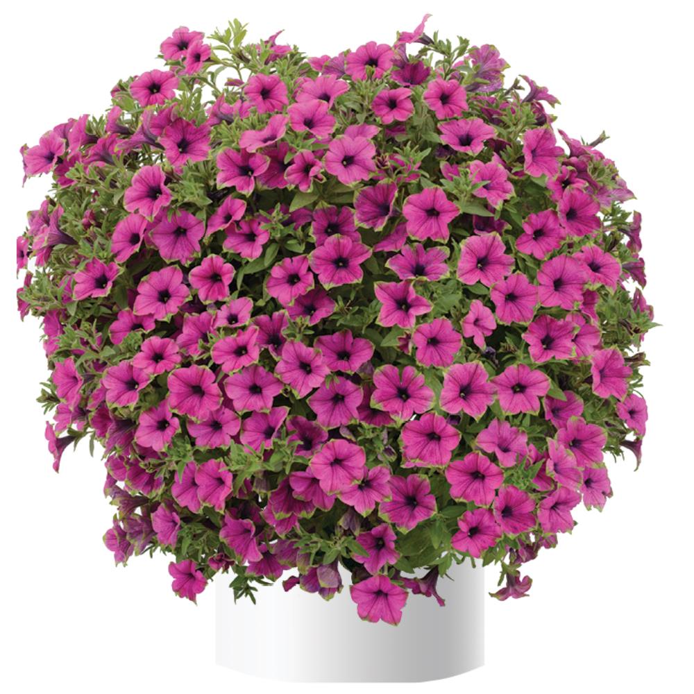 Petunia Cascadias Pitaya (5" pot)