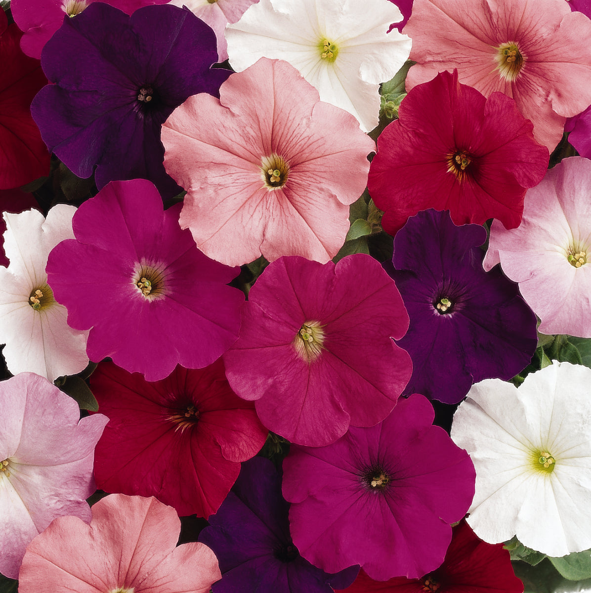 Petunia Clear Mix (3-pack)