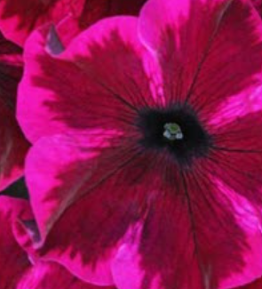 Petunia Cosmic Purple (5" pot)