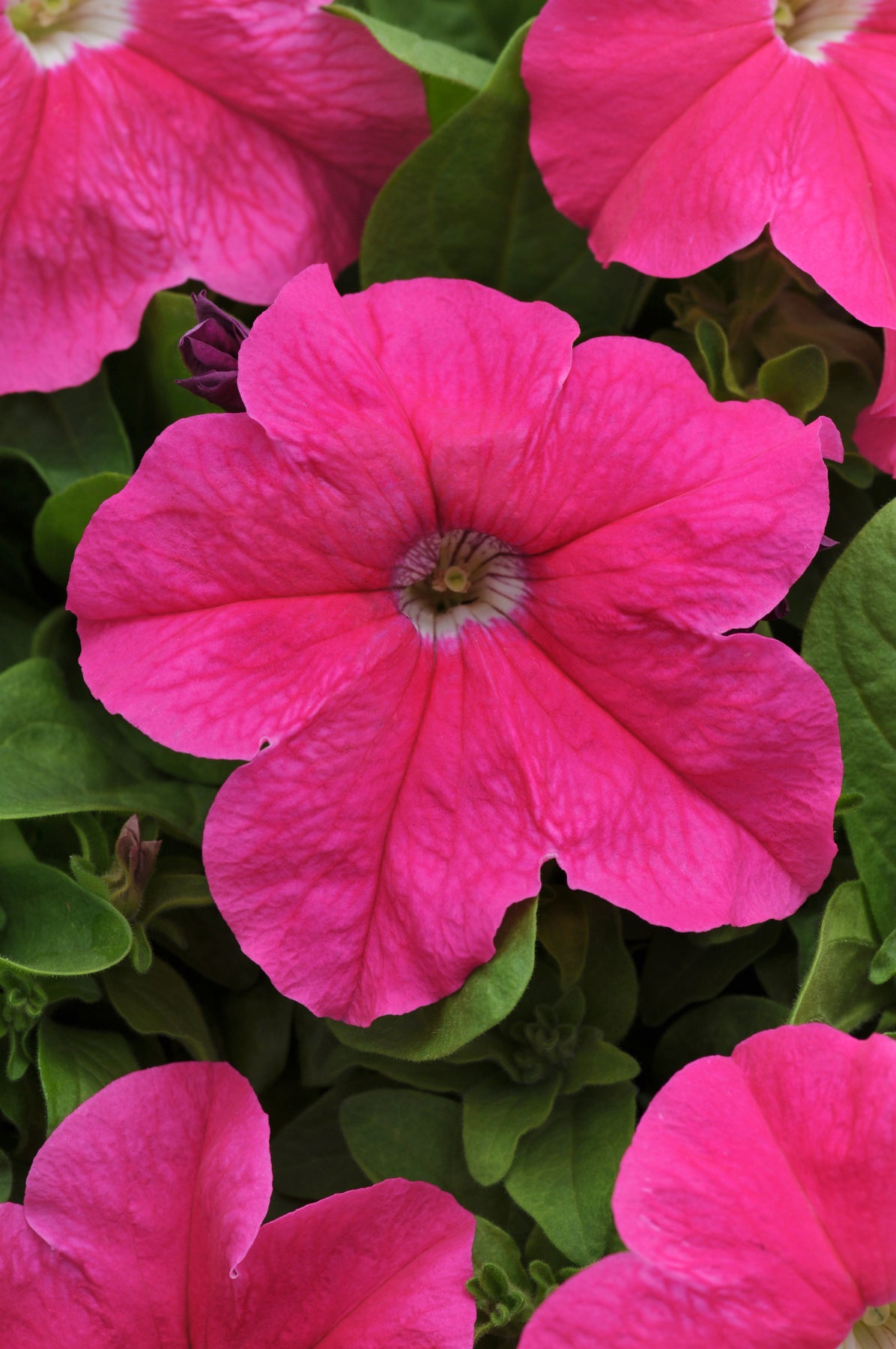 Petunia Deep Pink (3-pack)