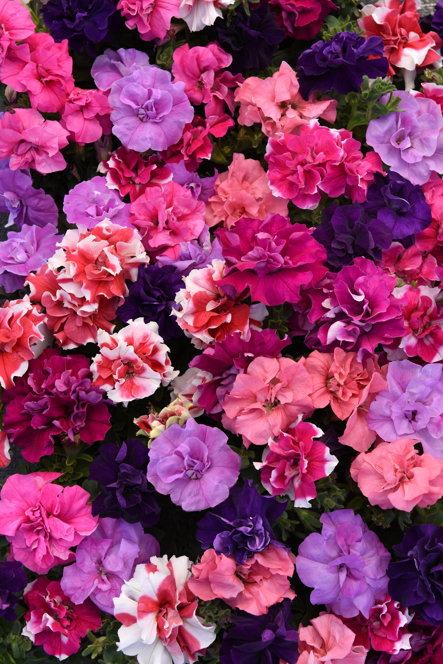 Petunia Double Mix (3-pack)