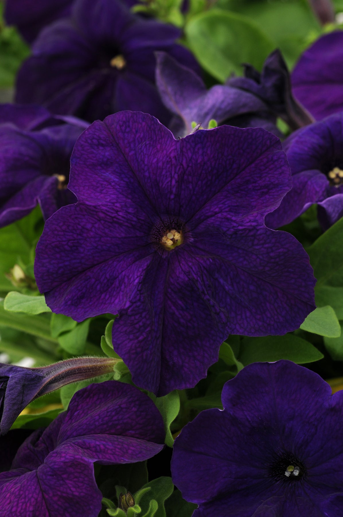 Petunia Midnight (3-pack)