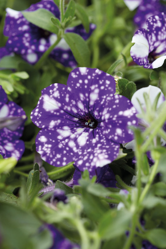 Petunia Night Sky (5" pot)