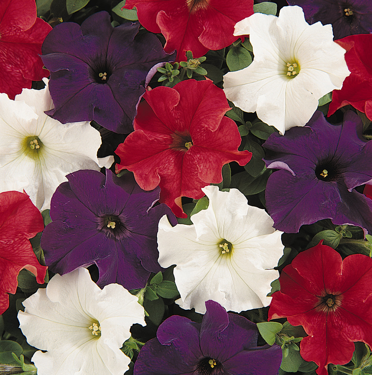 Petunia Dreams Patriot Mix (3-pack)
