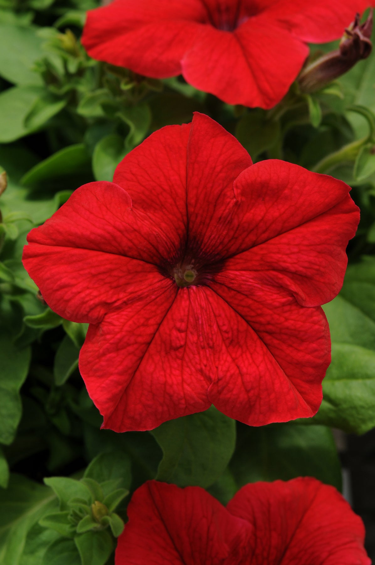 Petunia Red (3-pack)