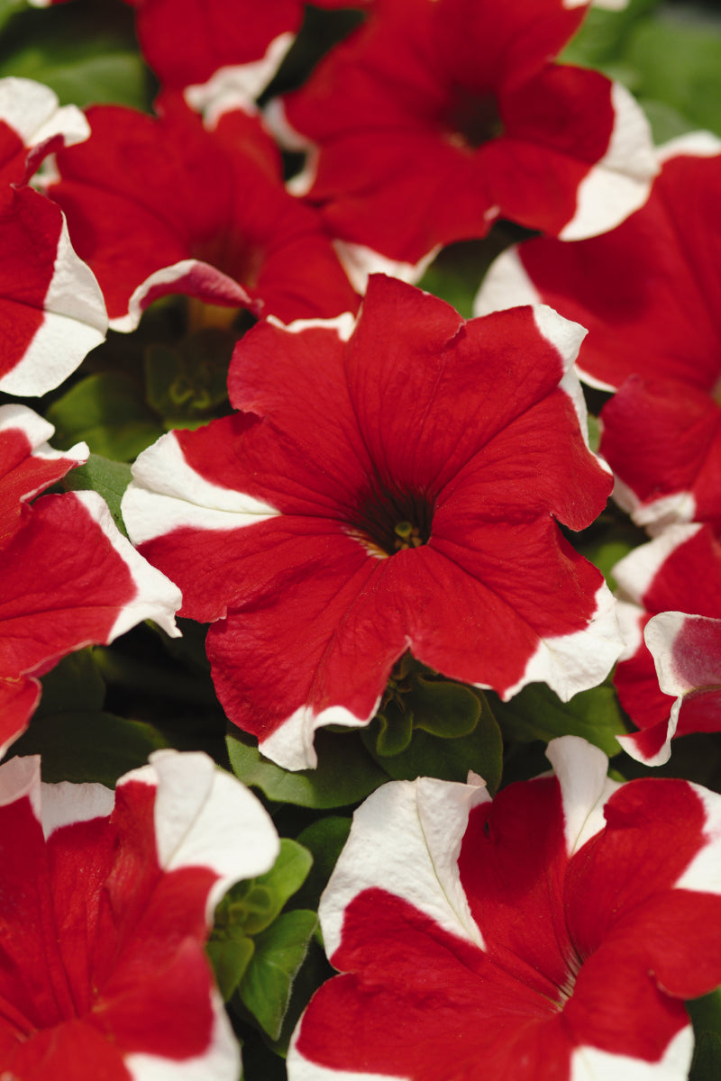 Petunia Red Picotee (3-pack)