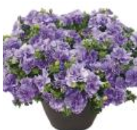 Petunia Compact Double Lavender (5" pot)