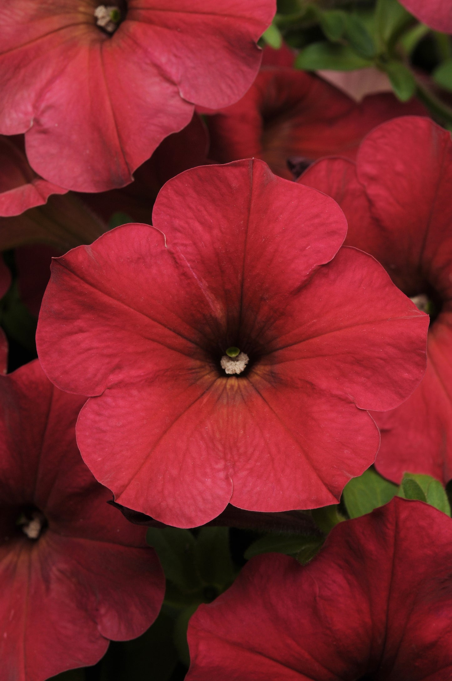 Petunia WAVE Berry Velour (5" pot)