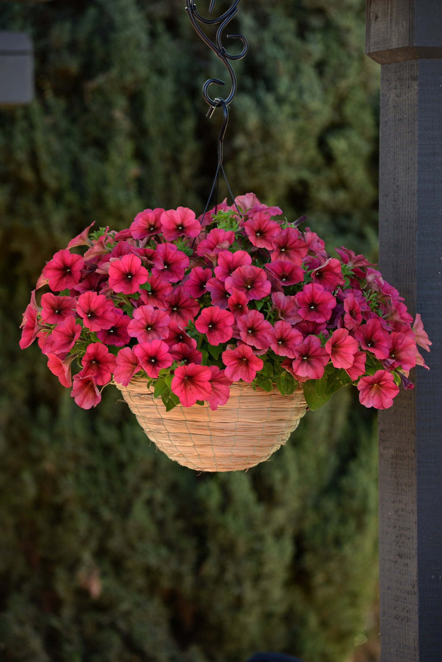Petunia WAVE Berry Velour (5" pot)
