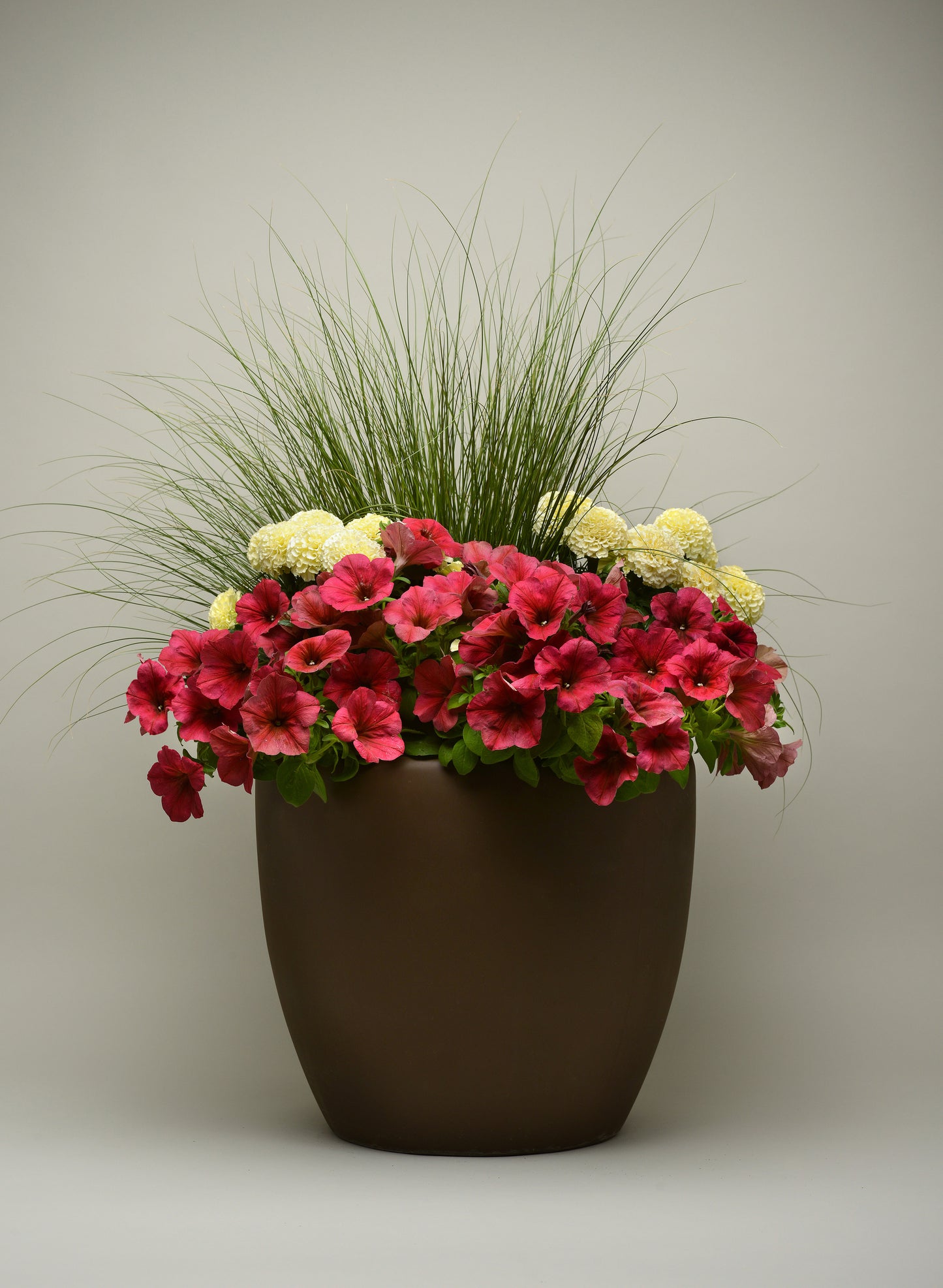 Petunia WAVE Berry Velour (5" pot)