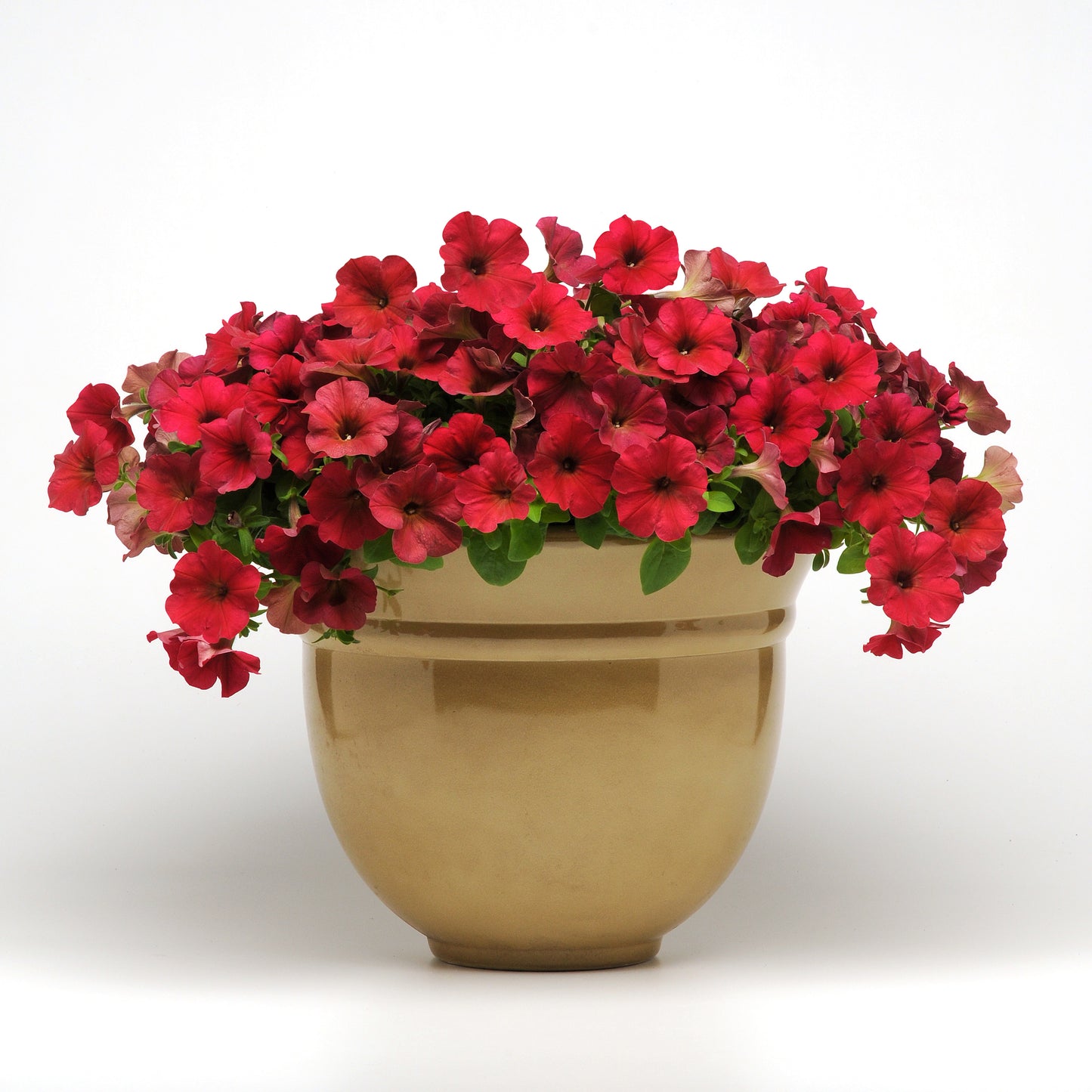 Petunia WAVE Berry Velour (5" pot)