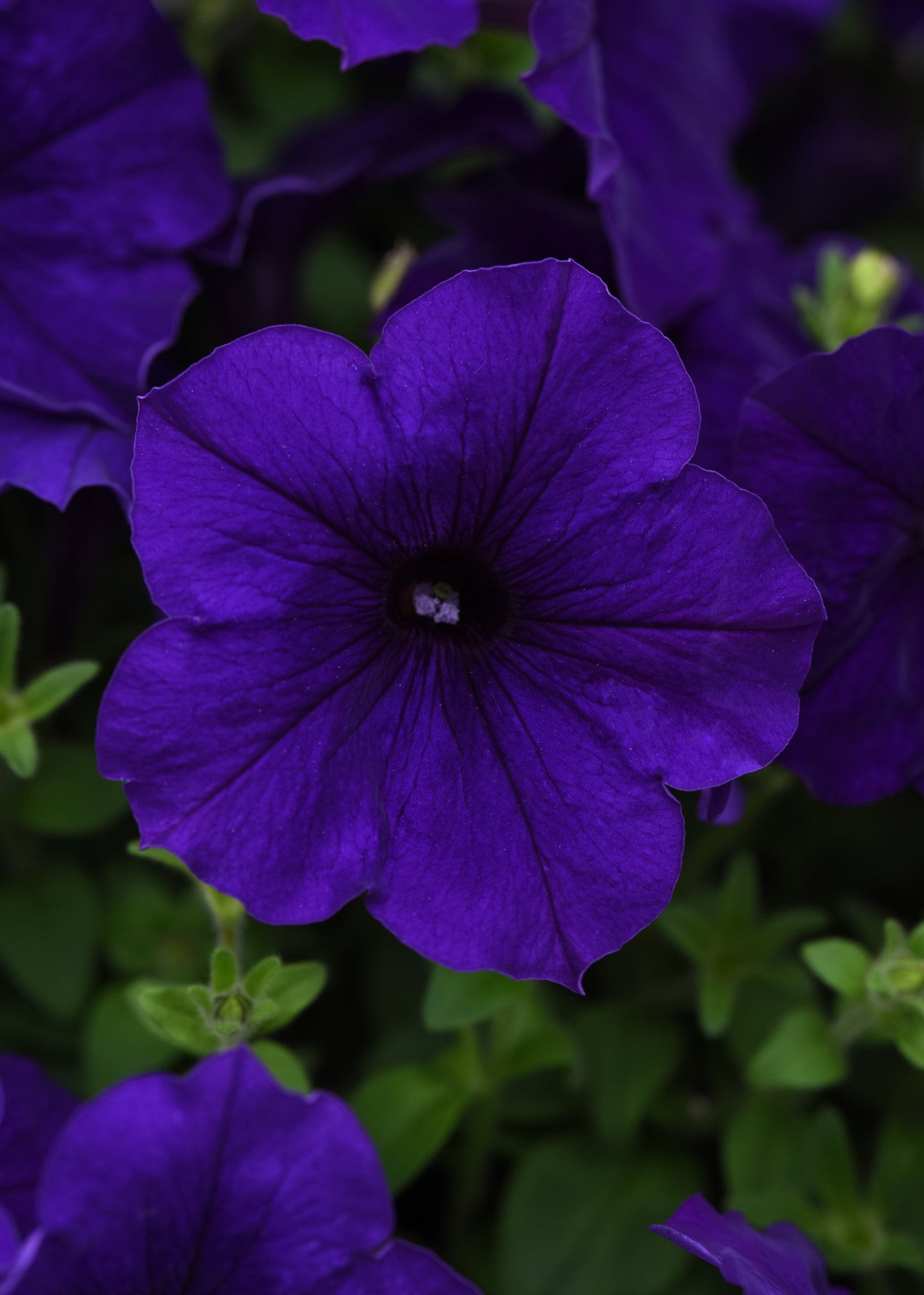 Petunia WAVE Blue (5" pot)