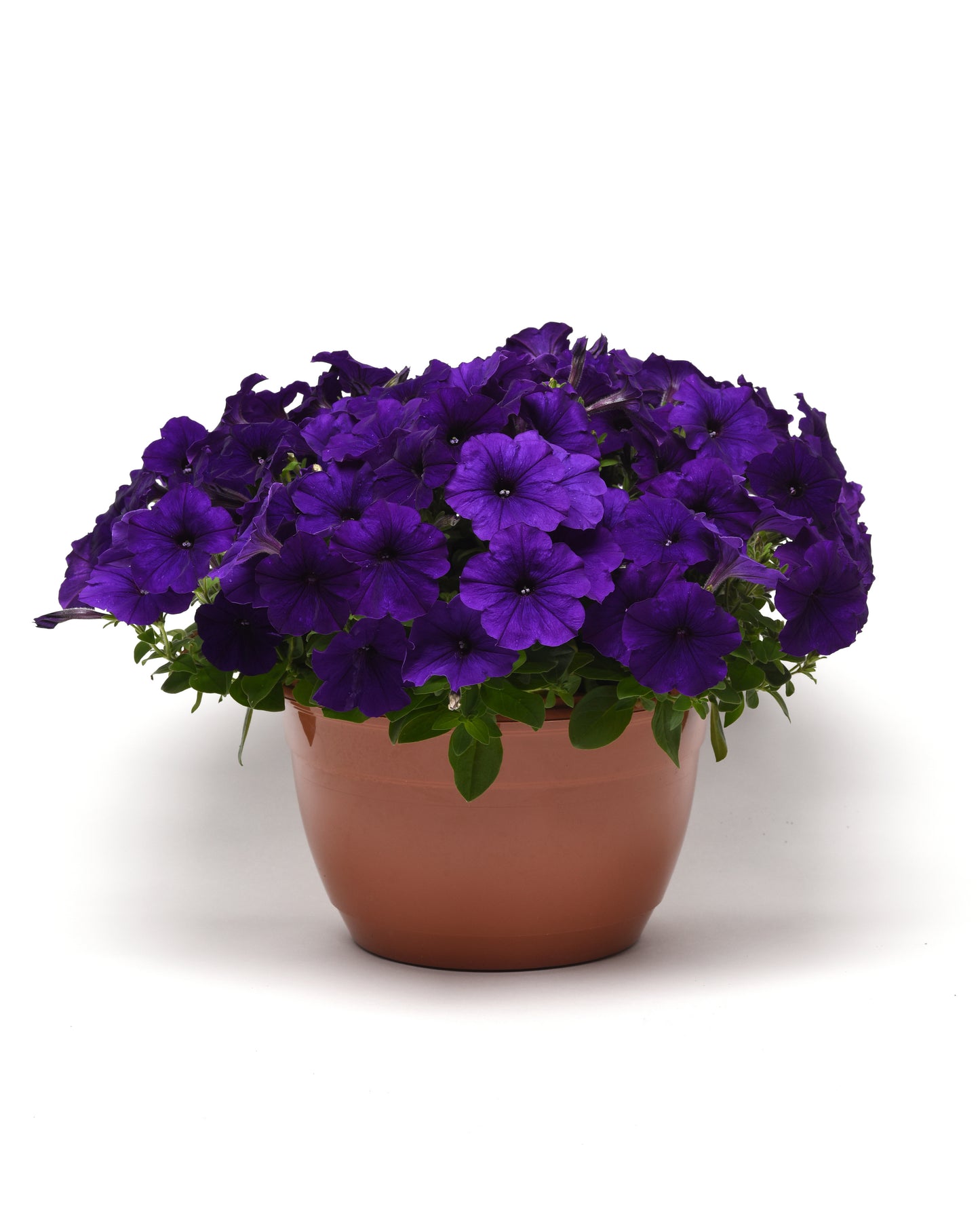 Petunia WAVE Blue (5" pot)