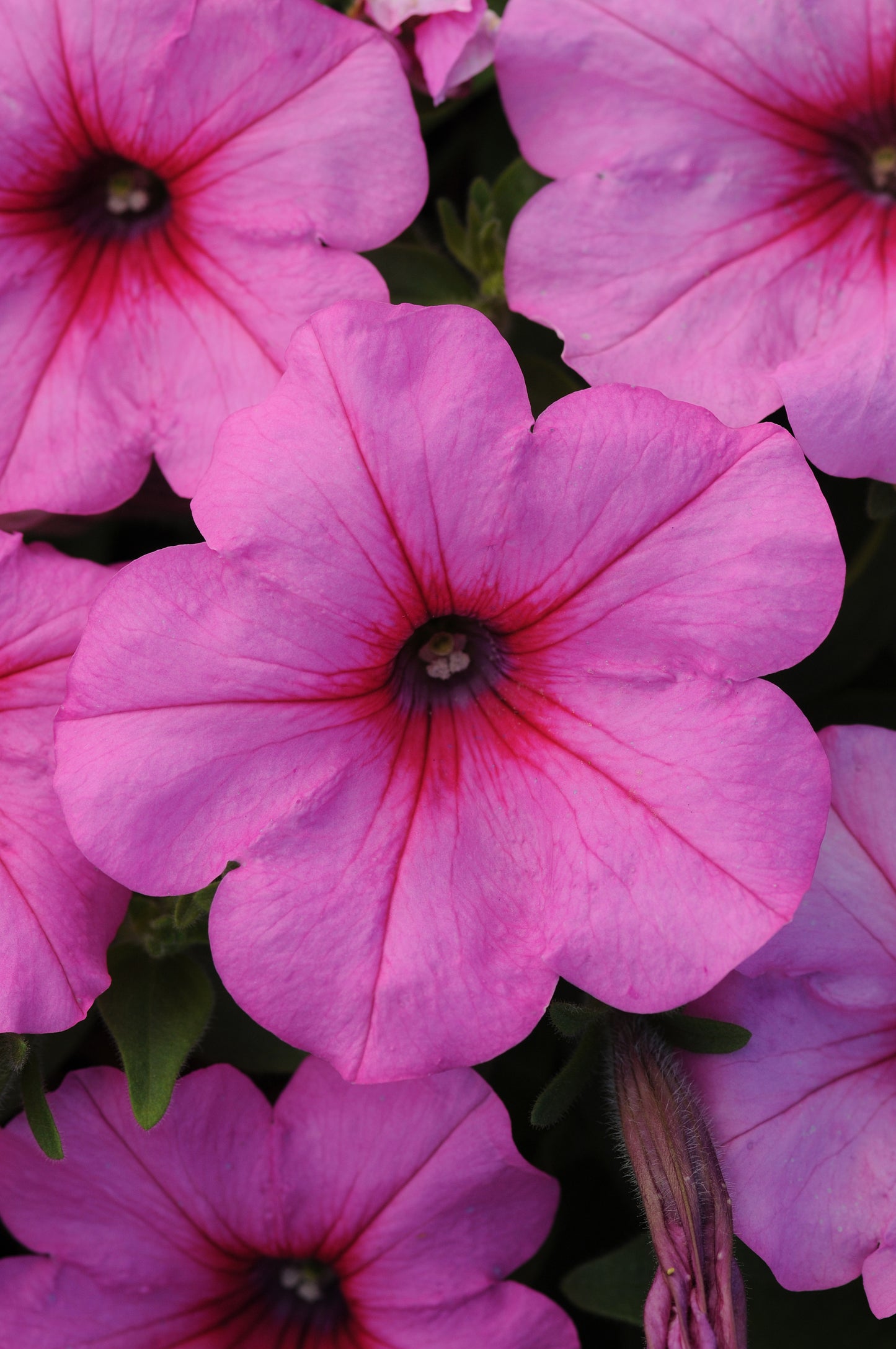 Petunia WAVE Pink Passion (5" pot)
