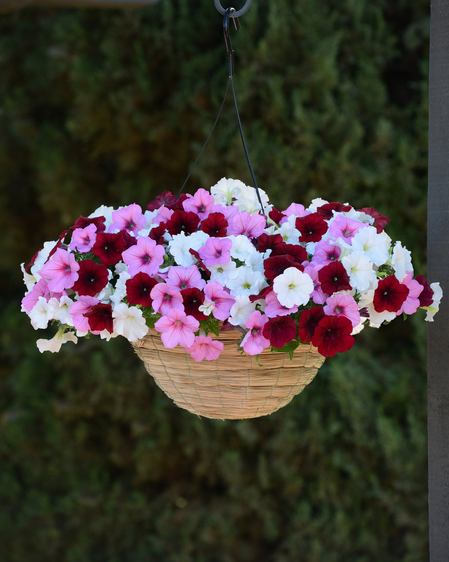 Petunia WAVE Pink Passion (5" pot)