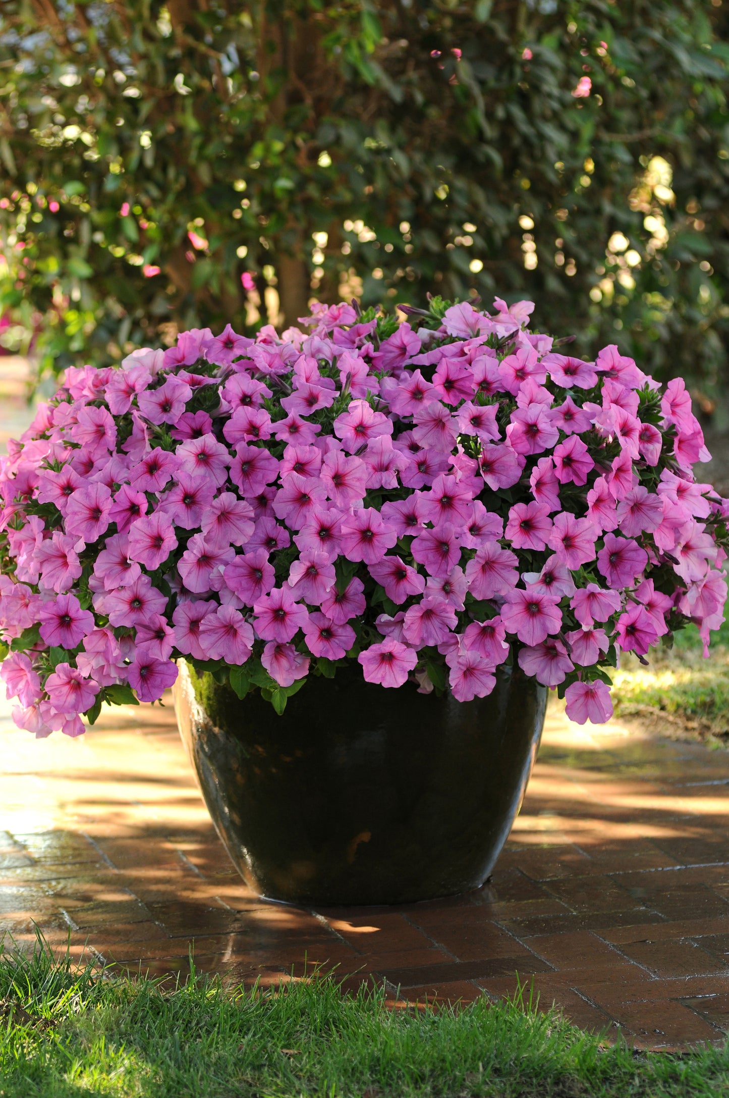 Petunia WAVE Pink Passion (5" pot)