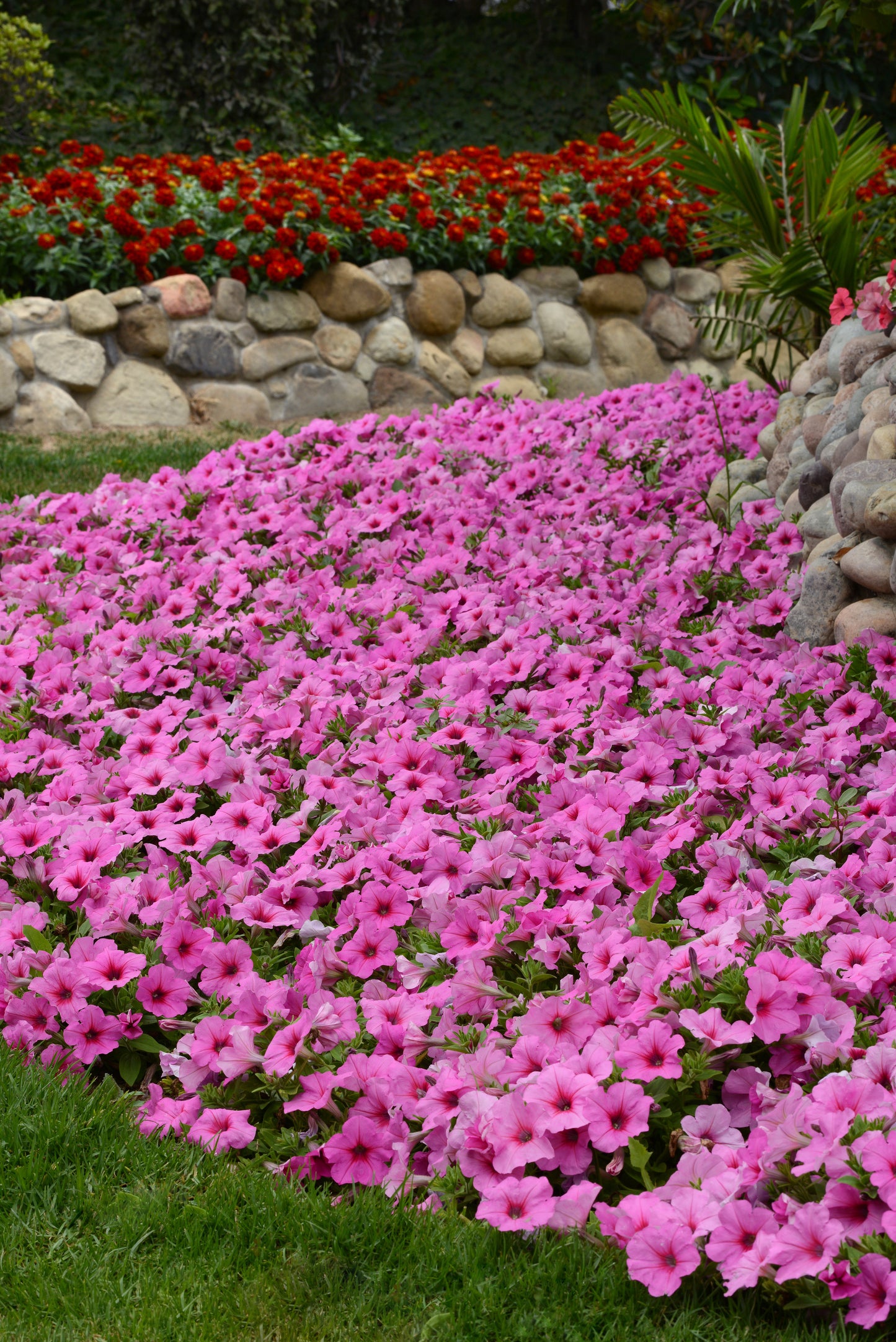 Petunia WAVE Pink Passion (5" pot)