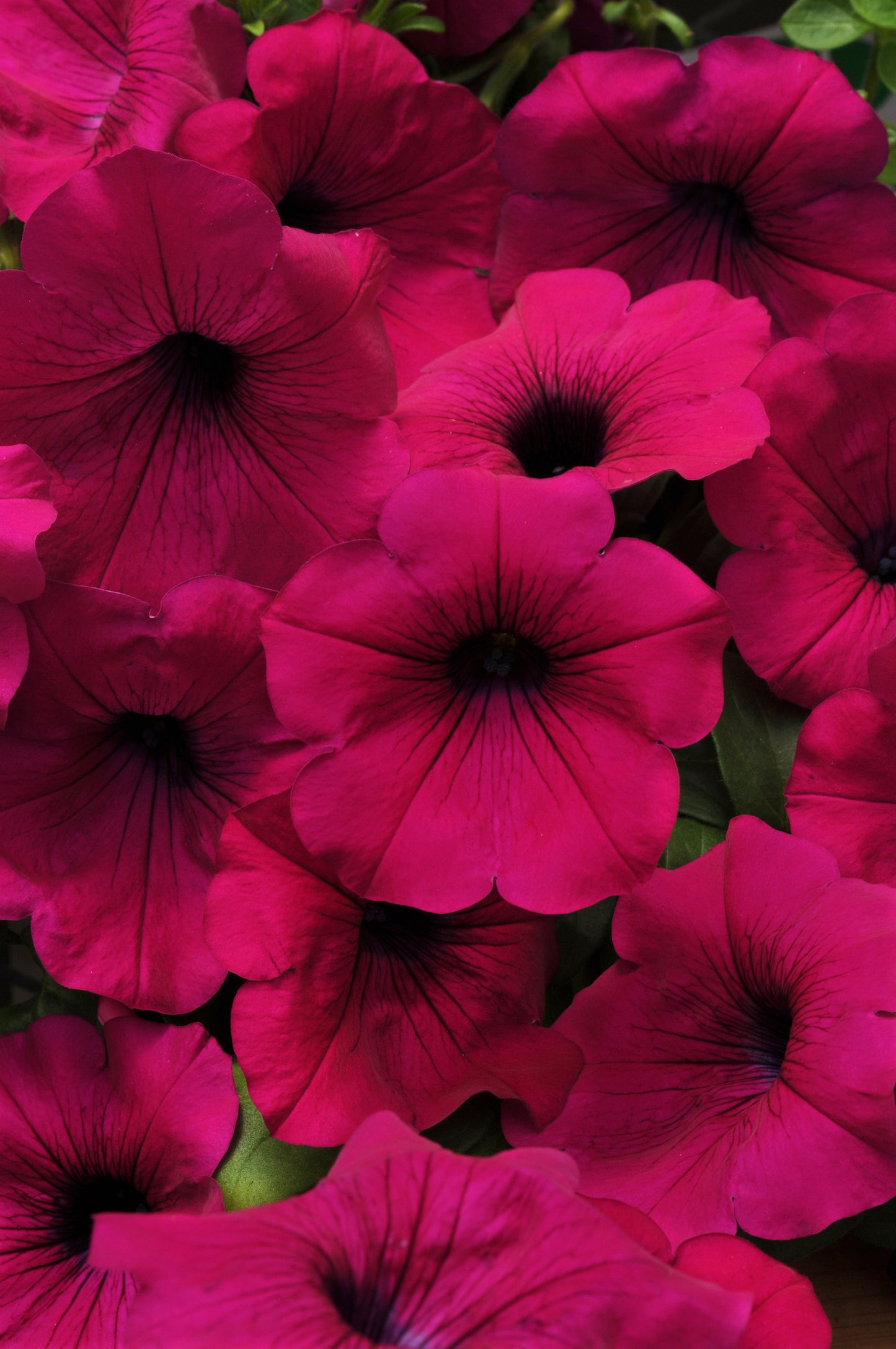 Petunia WAVE Purple (5" pot)