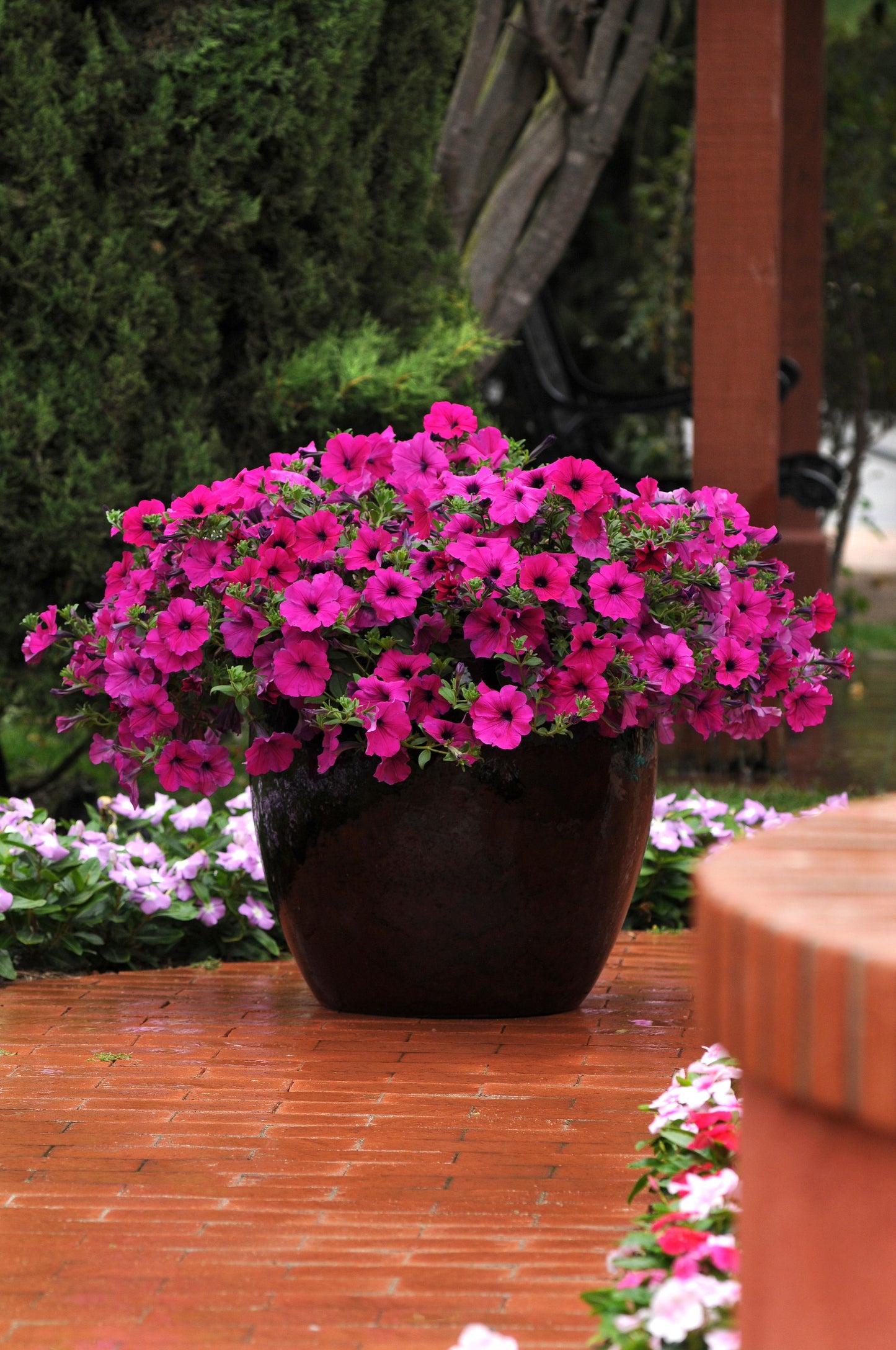Petunia WAVE Purple (5" pot)