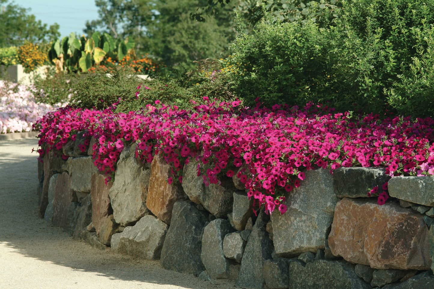 Petunia WAVE Purple (5" pot)