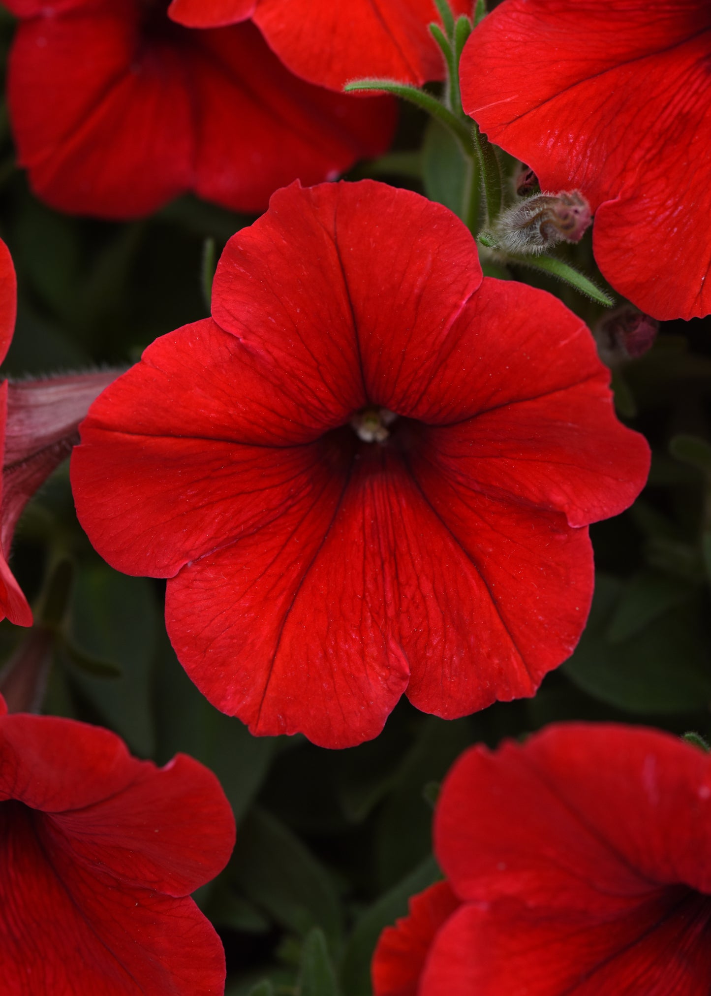 Petunia WAVE Red (5" pot)