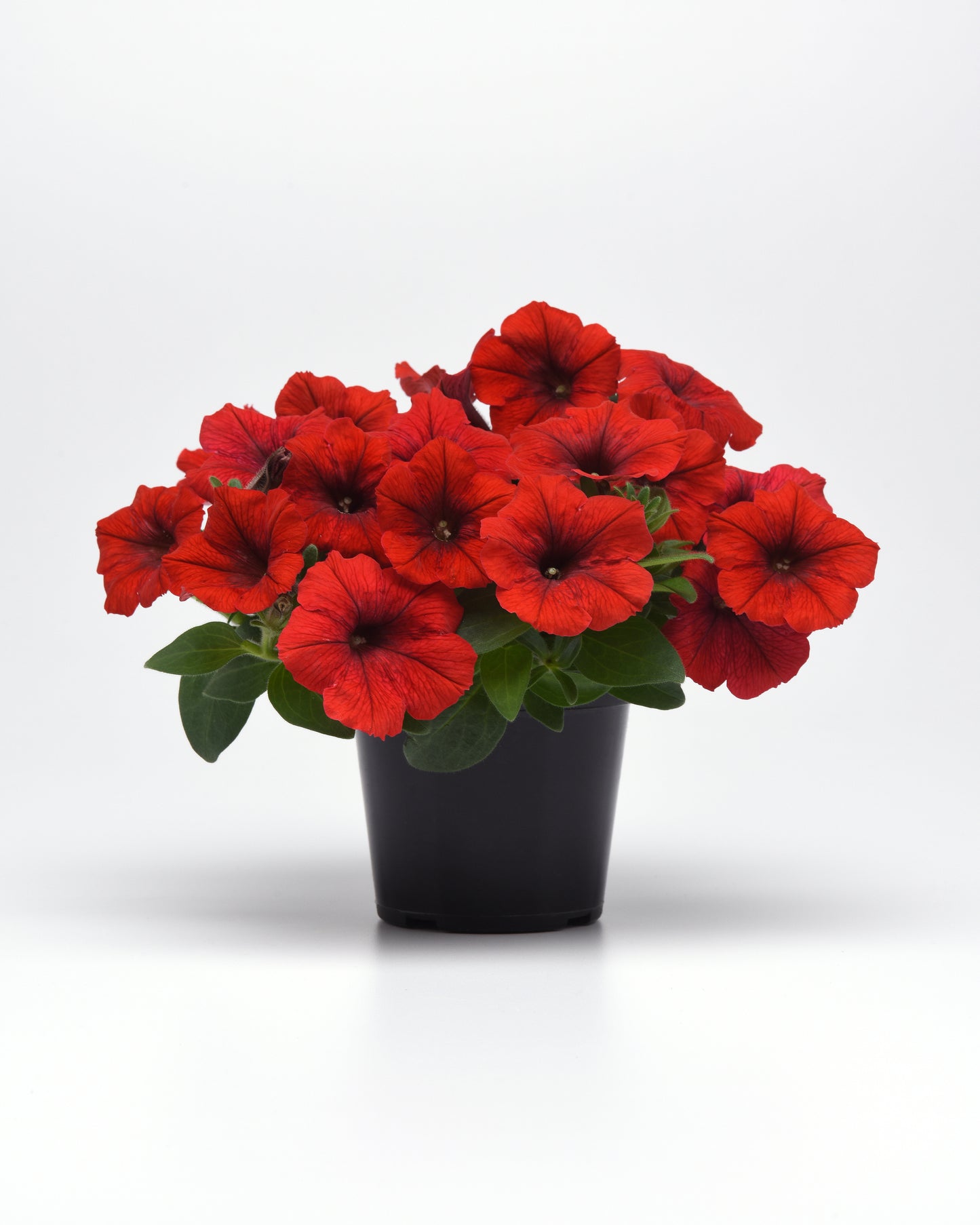 Petunia WAVE Red (5" pot)